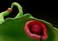 Unfertilized Egg (Belly Button) Front