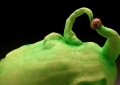 Unfertilized Egg (Belly Button) Back