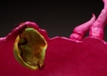 Unfertilized Egg (Tongue) Front