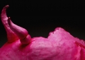 Unfertilized Egg (Tongue) Back