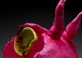 Unfertilized Egg (Tongue) Side