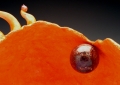 Unfertilized Egg (Vein) Front