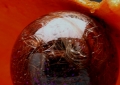 Unfertilized Egg (Vein) Detail