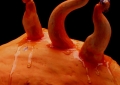 Unfertilized Egg (Vein) Detail 2