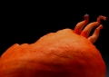 Unfertilized Egg (Vein) Back