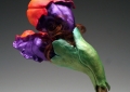 Heterozygous Phenotype (Uprooted) Left