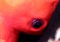 Fetus Rattle Detail