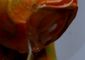 Conditions vs Procedures 2 (Eye Detail 2)