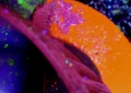 Crescendo Top Detail