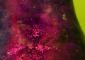 Crescendo Thigh Detail